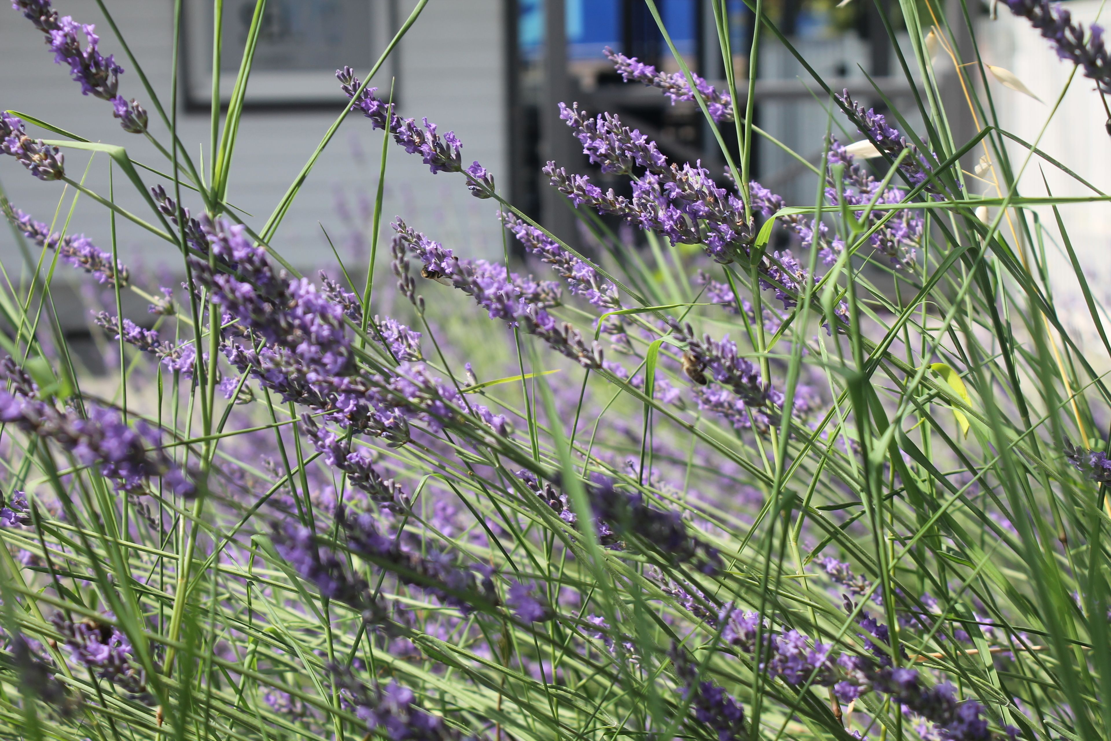 A close-up of lavender plants with a blurred background of a building.