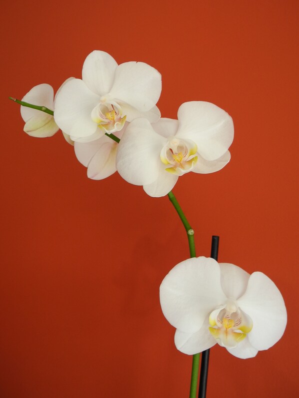 Una rama de orquídea con flores blancas sobre fondo rojo.