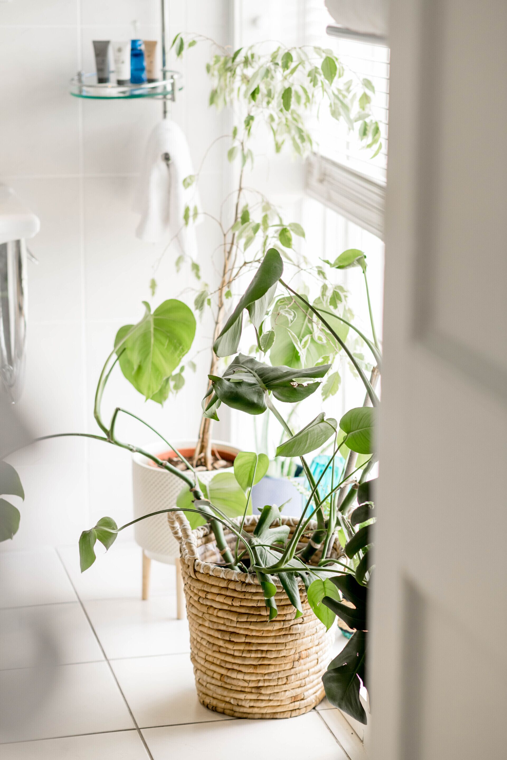 A bathroom with a wicker basket containing a potted plant, a white towel, and a glass shelf with toiletries.