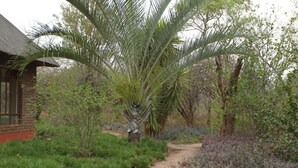 A pathway leading to a brick building surrounded by lush greenery and palm trees. - Copacopa Lodge and Conference Centre (Thulamela)