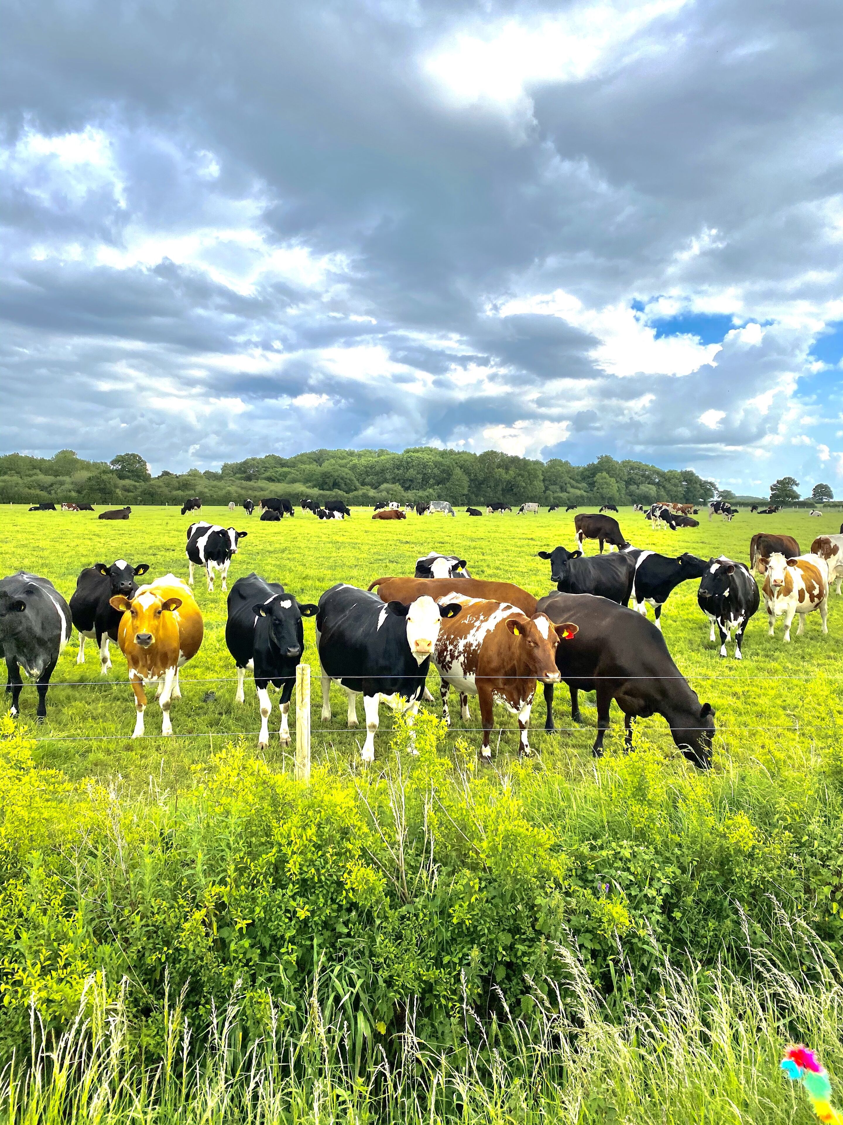 A field of cows grazing under a cloudy sky.