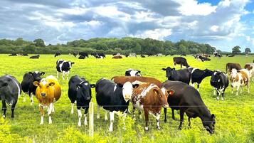 A field of cows grazing under a cloudy sky.