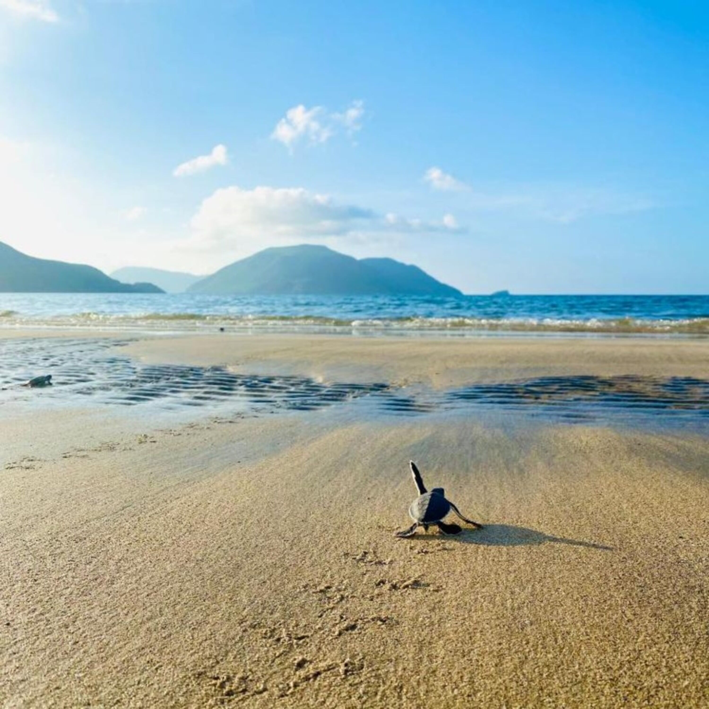 A beach with a bird on the sand and mountains in the background.