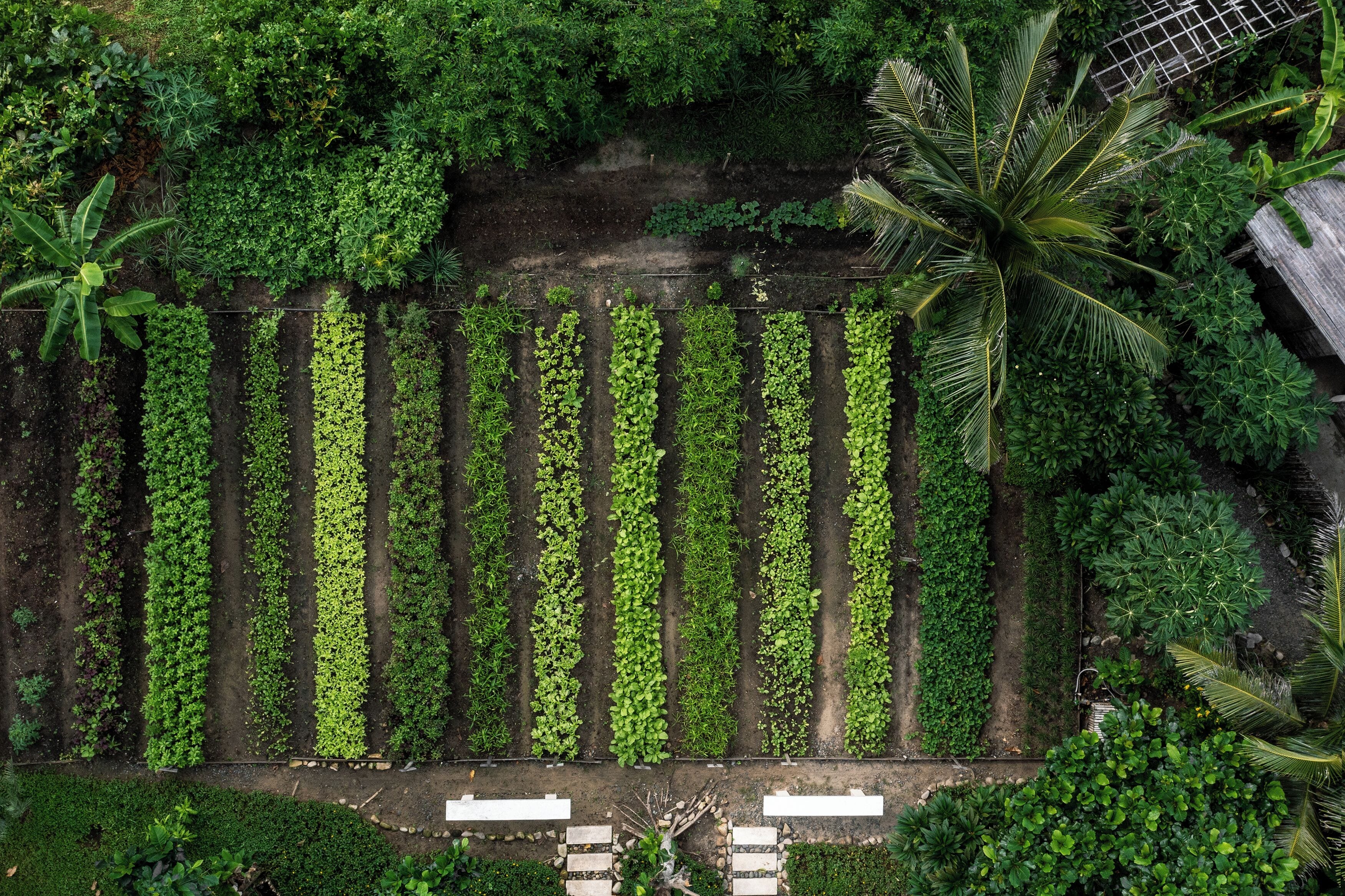 Un jardín en la azotea con hileras de plantas y una palmera.