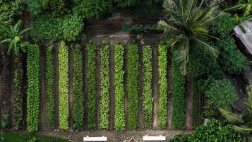 Un jardín en la azotea con hileras de plantas y una palmera.