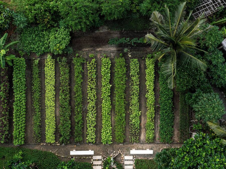Un jardín en la azotea con hileras de plantas y una palmera.