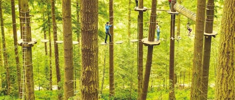 Un bosque con puentes colgantes y plataformas para actividades al aire libre.