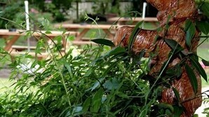 Una escultura de madera de un oso en un jardín, con follaje verde y una valla de madera al fondo.