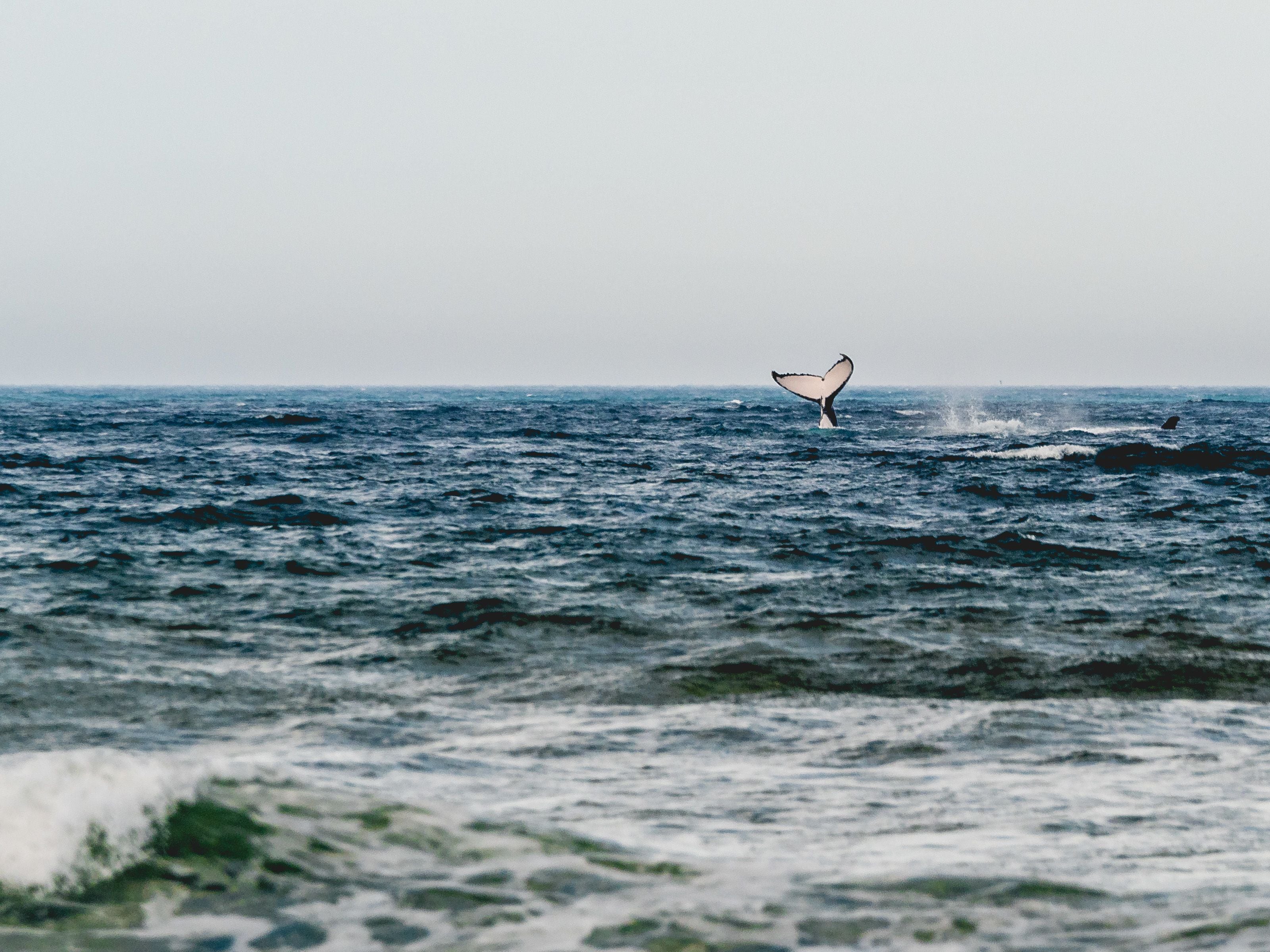 Vista del océano con la aleta de una ballena asomando sobre el agua.