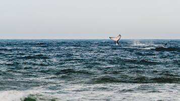 Vista del océano con la aleta de una ballena asomando sobre el agua.