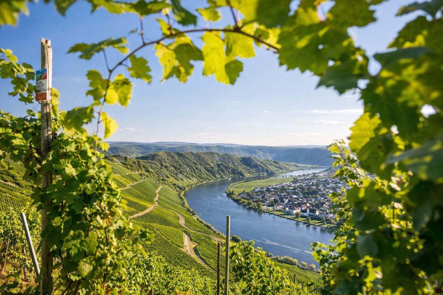 A vineyard with rows of grapevines and a river in the background.