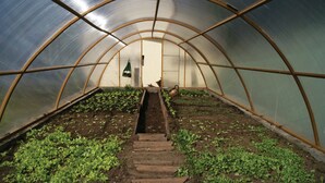 Een kas met een centrale doorgang en rijen planten aan weerszijden.