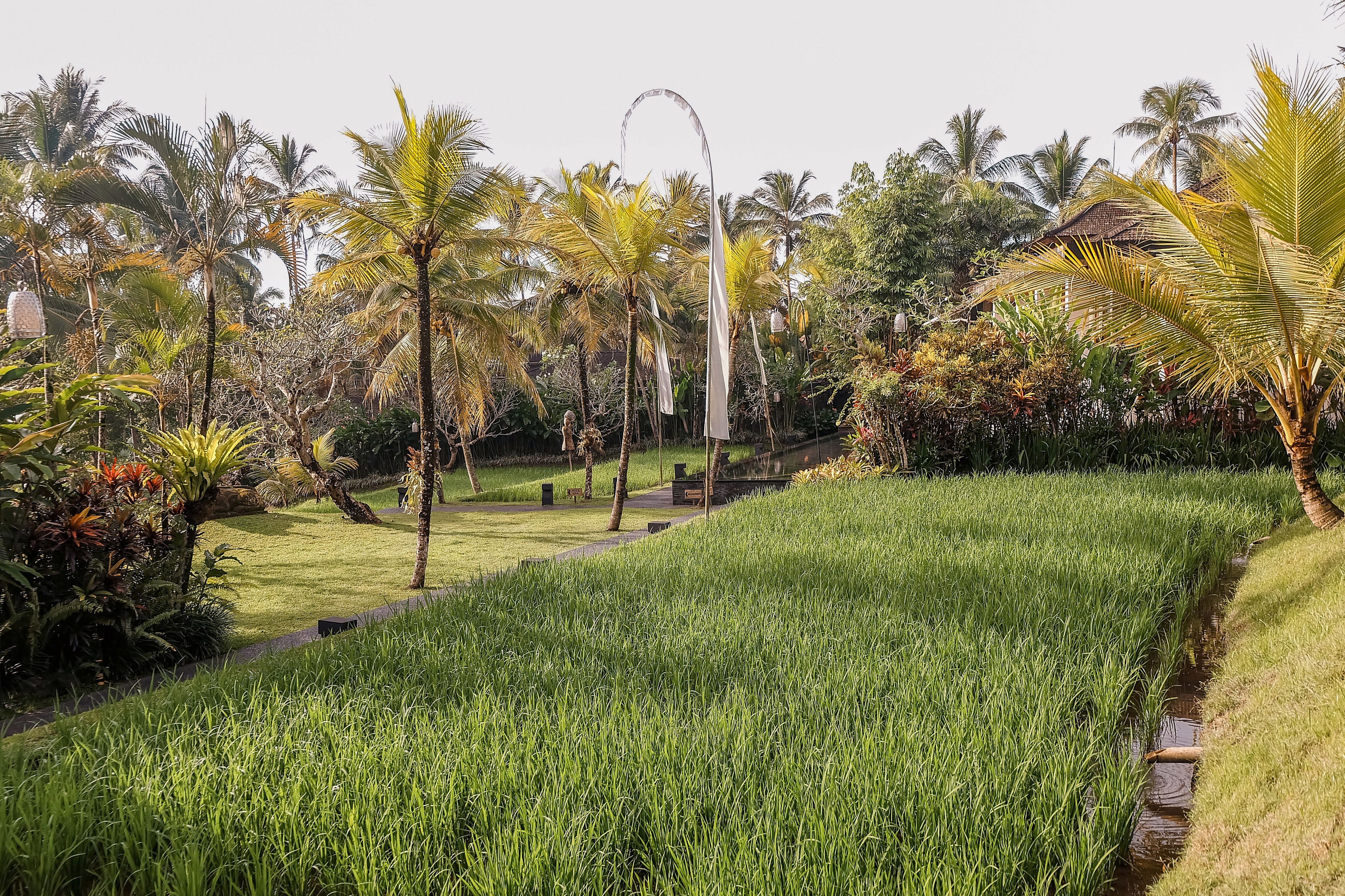A lush garden with palm trees, a pathway, and a water feature.