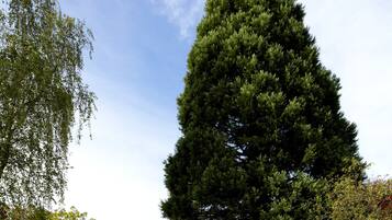 Un gran árbol de coníferas en un área con césped y un edificio al fondo.