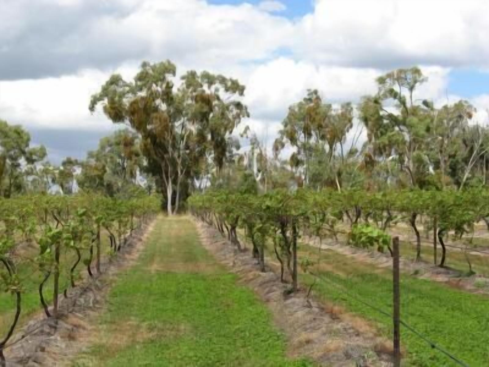 Un vignoble avec des rangées de vignes et un ciel dégagé.