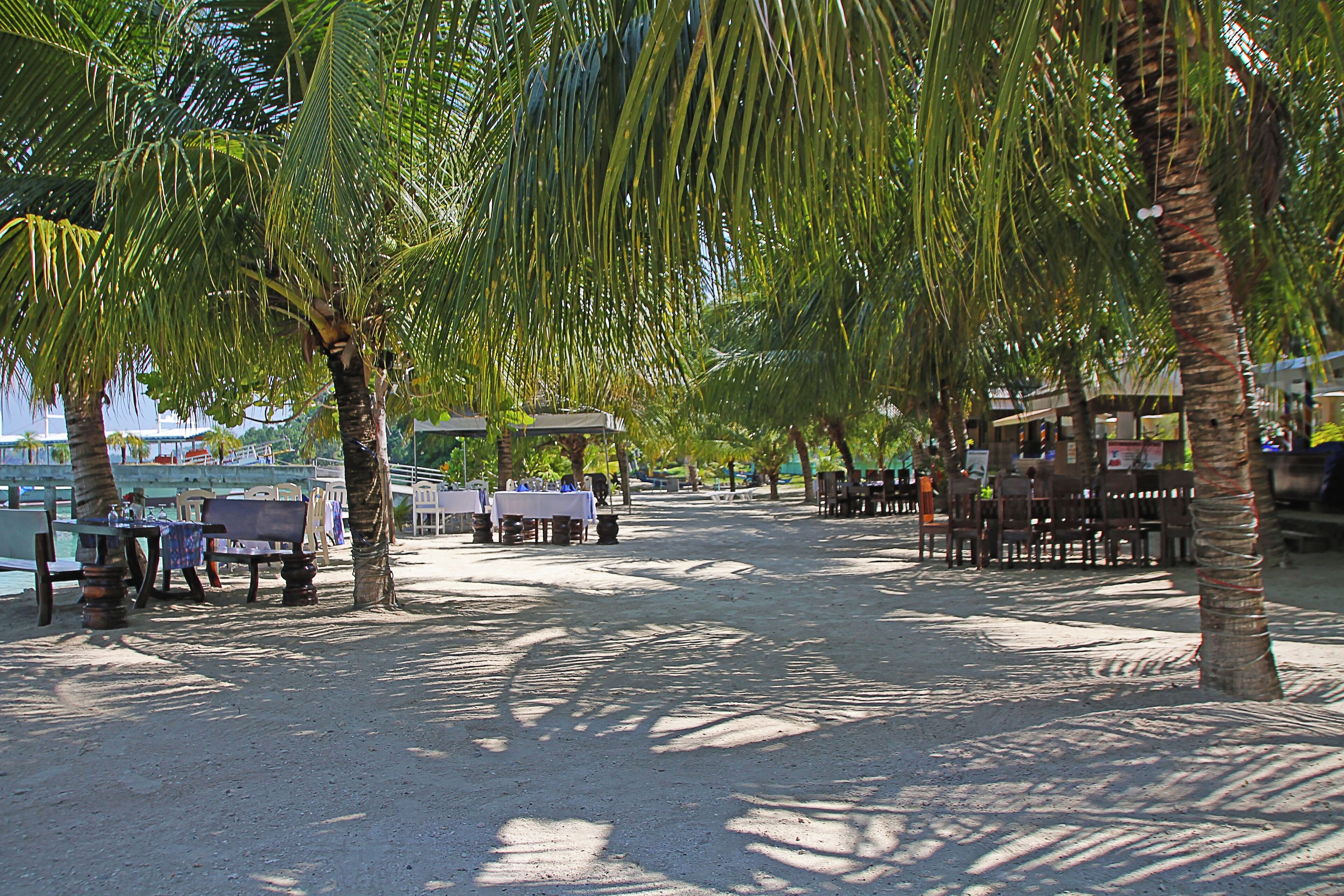An outdoor seating area with tables and chairs under palm trees, overlooking a body of water.