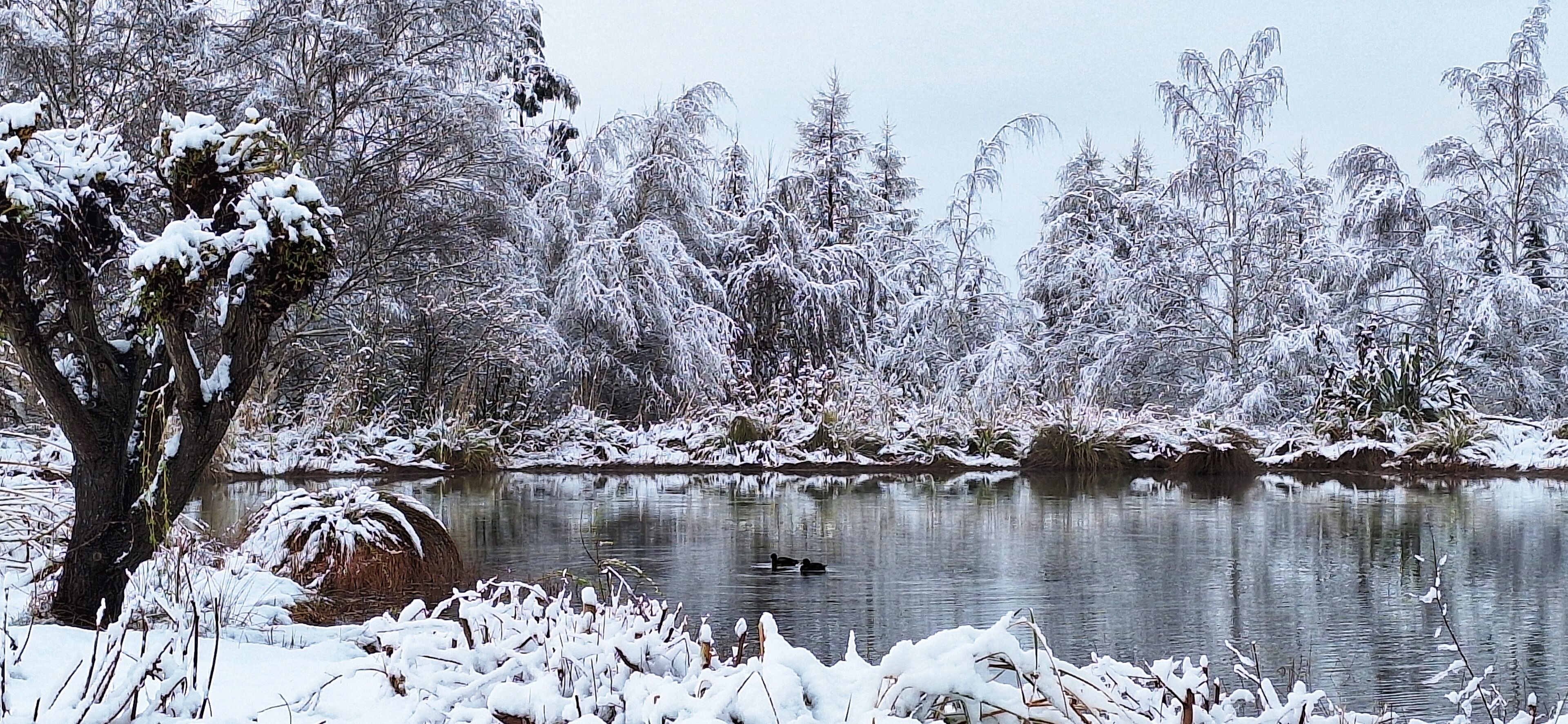 A serene winter landscape with a frozen lake, snow-covered trees, and a duck swimming.