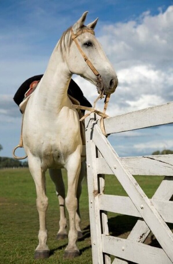 Paseos a caballo