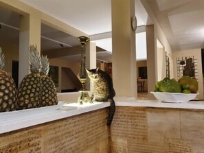 Pet-friendly amenities - Solar das Artes Pousada Boutique (Cairu)