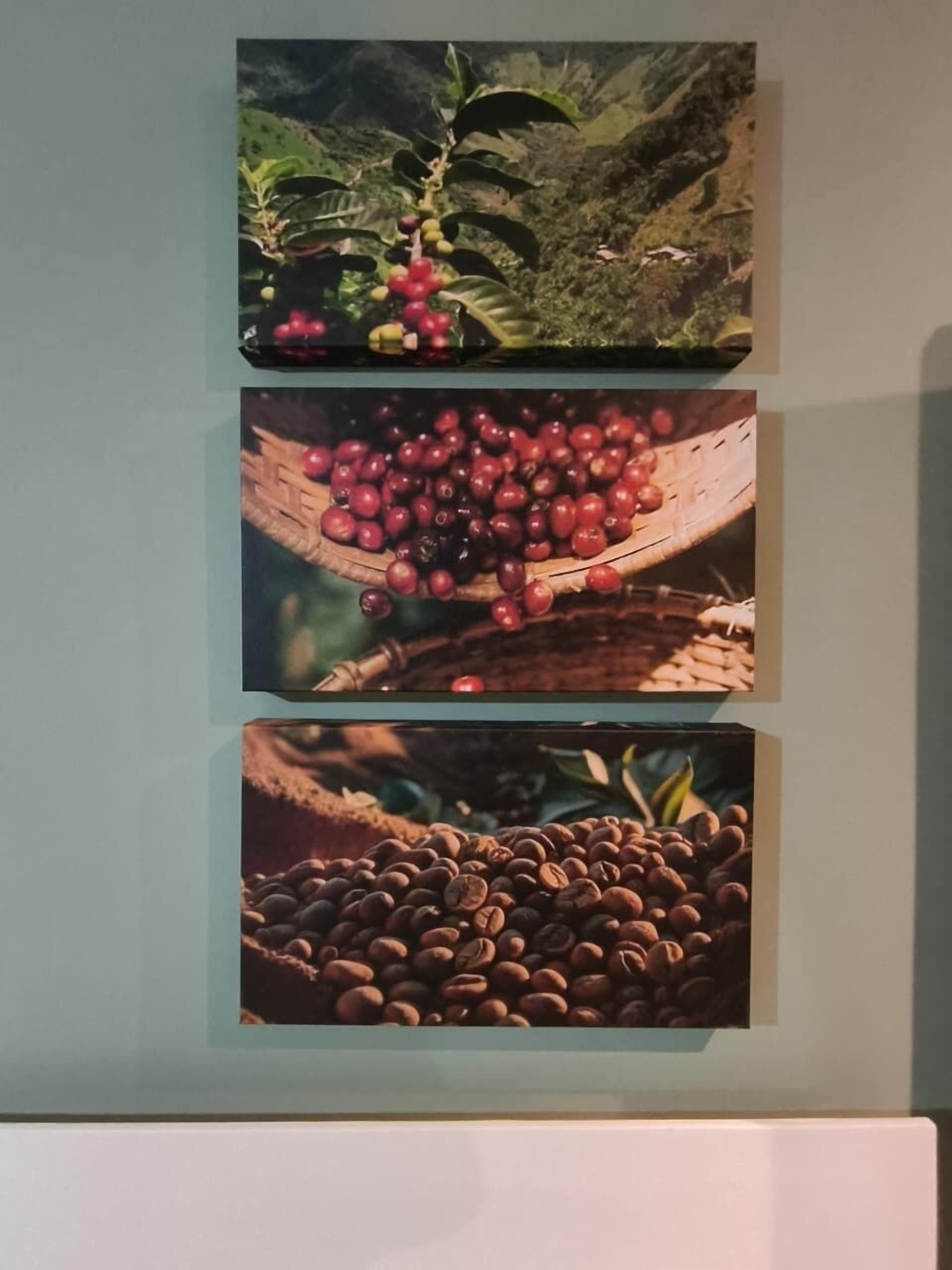 Una pared con tres cuadros: una planta con bayas rojas, una cesta de bayas rojas y un montón de granos de café.