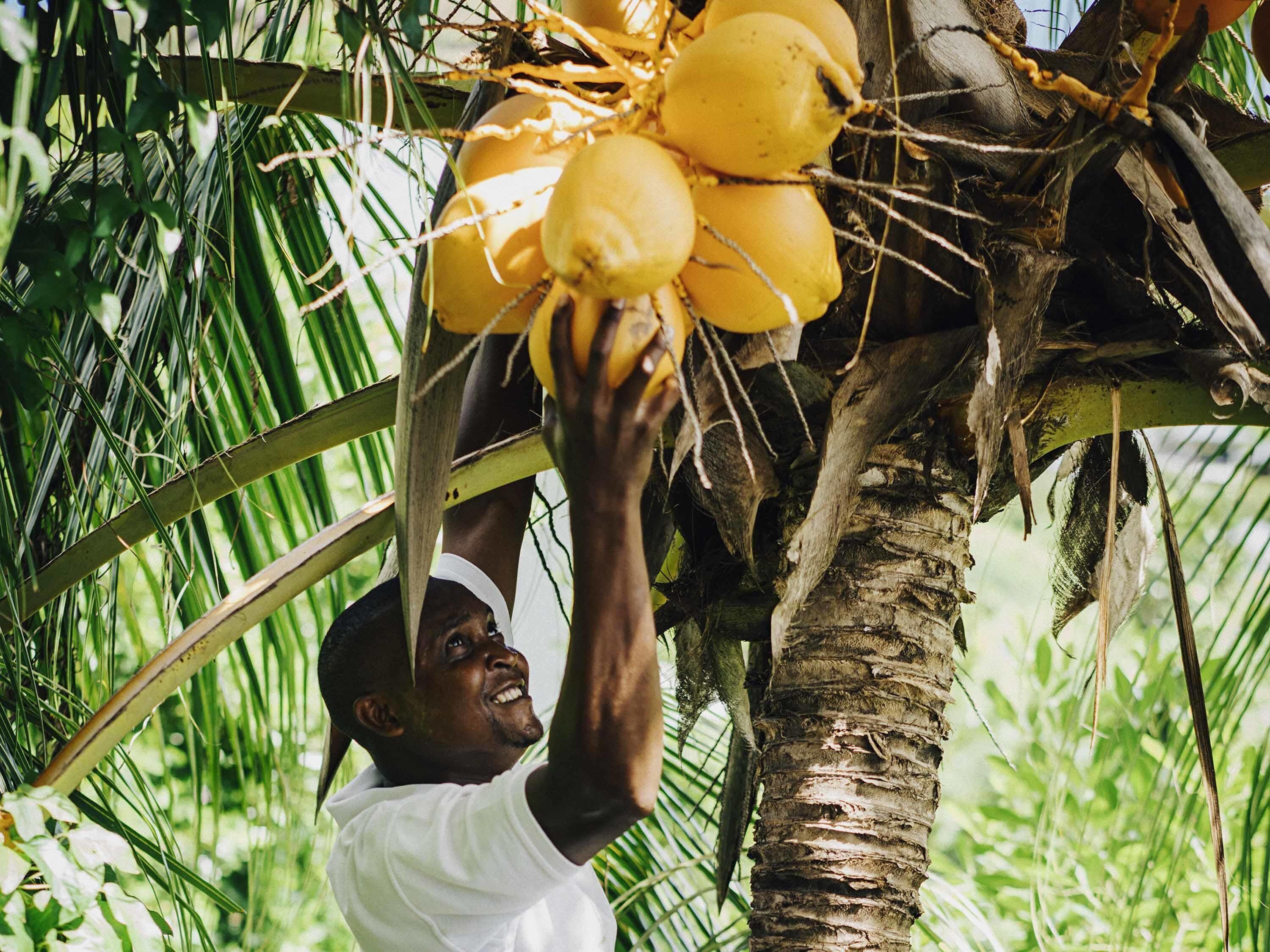 Una persona cosechando cocos de una palmera.