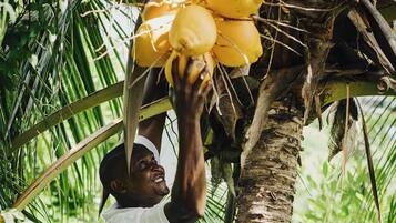 Una persona cosechando cocos de una palmera.