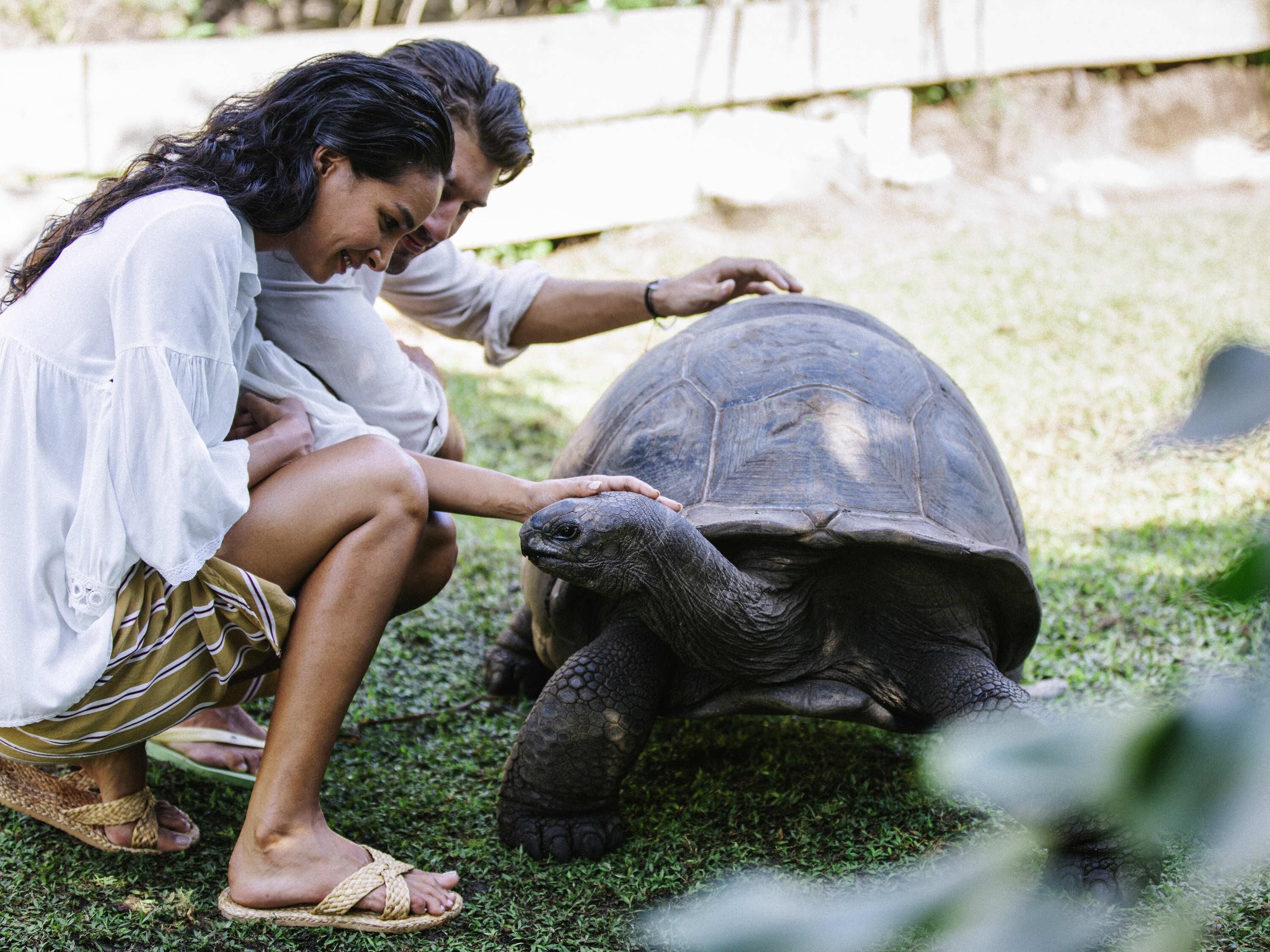 A person interacting with a tortoise in a grassy outdoor area.