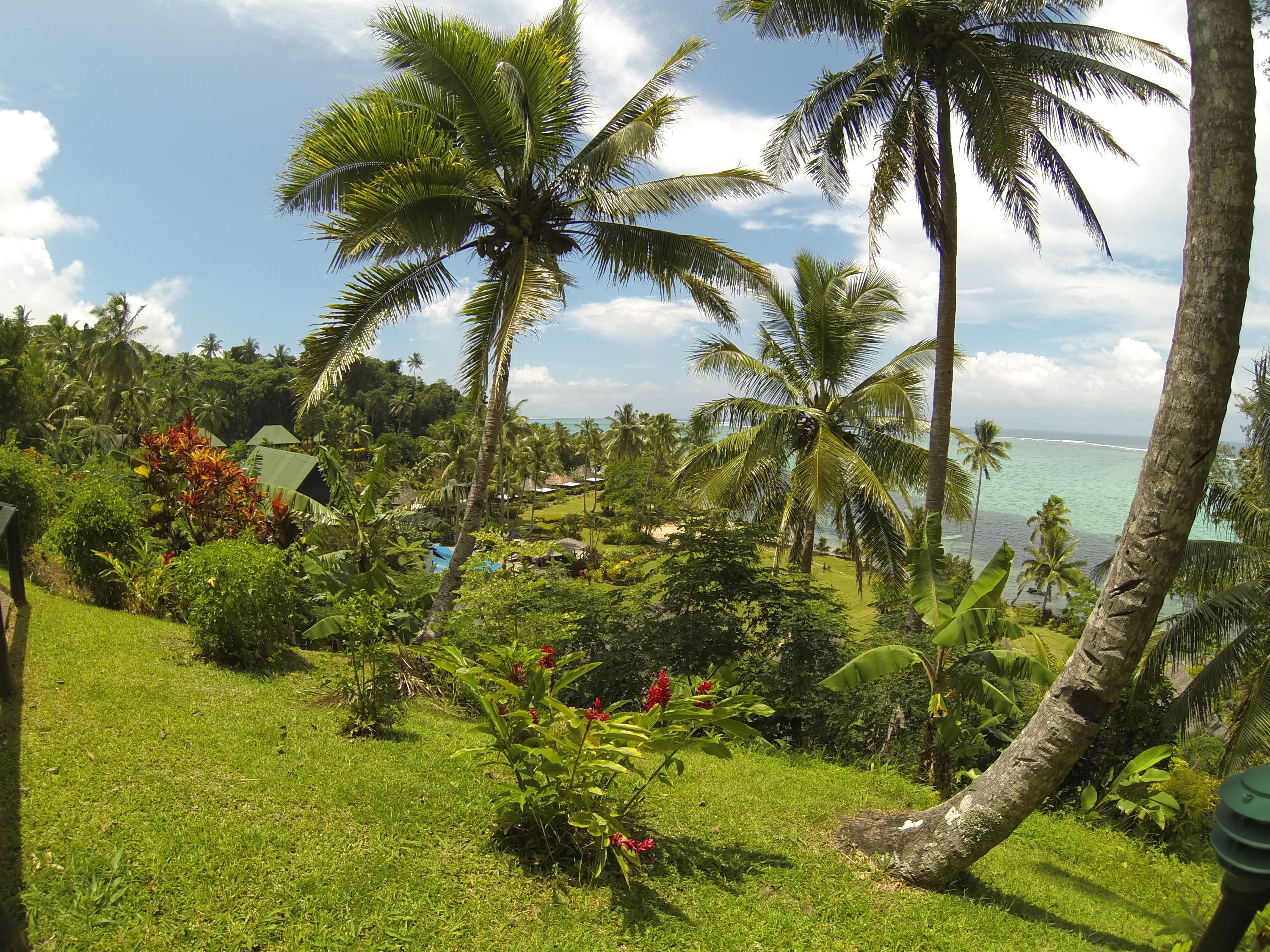 Un paisaje tropical con palmeras, un área con césped y vista al océano.