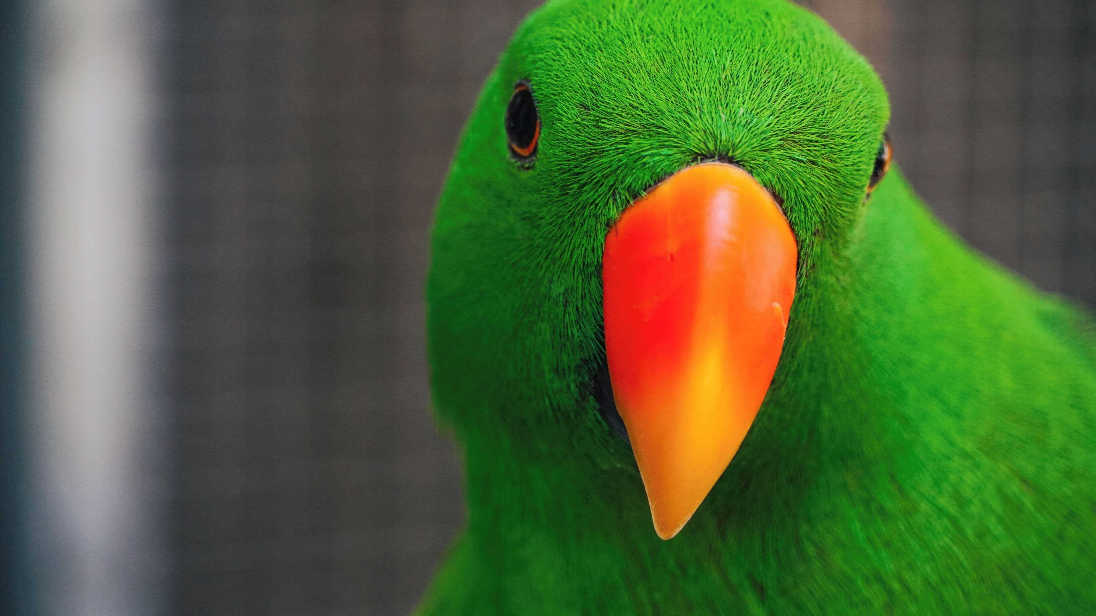 A close-up of a parrot with green feathers and a bright orange beak.