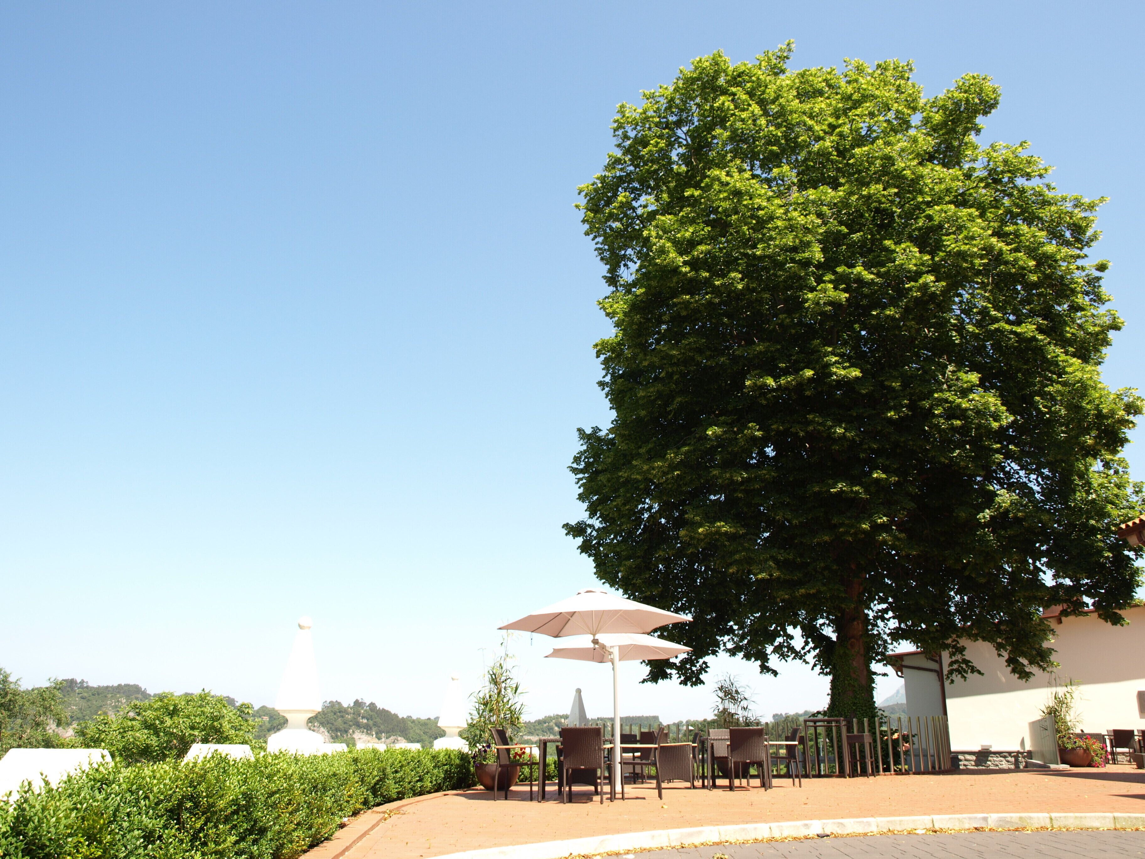 An outdoor seating area with tables and chairs, surrounded by greenery and a large tree.