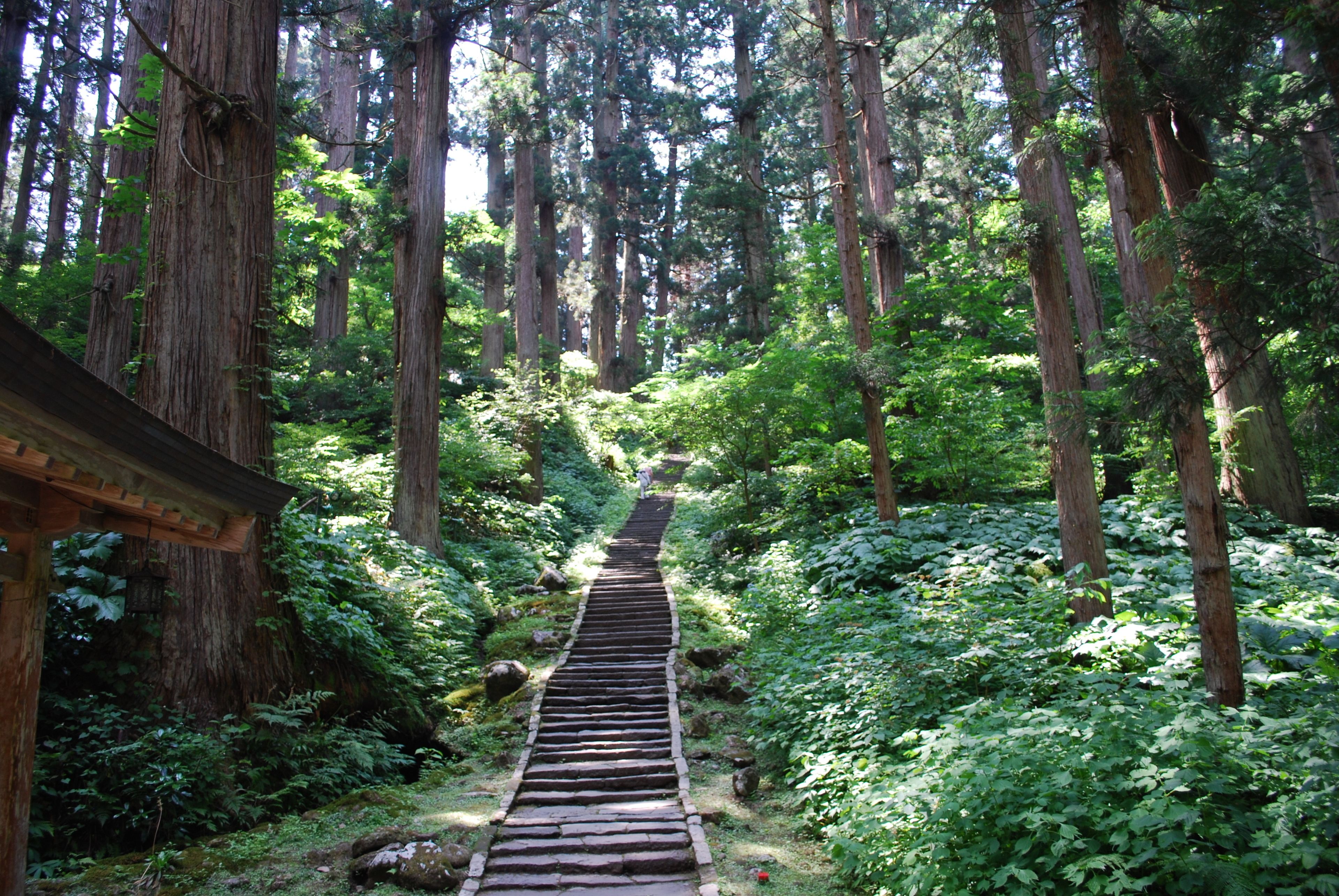 A wooden pathway in a forested area with tall trees and dense foliage.
