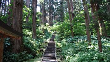 A wooden pathway in a forested area with tall trees and dense foliage.
