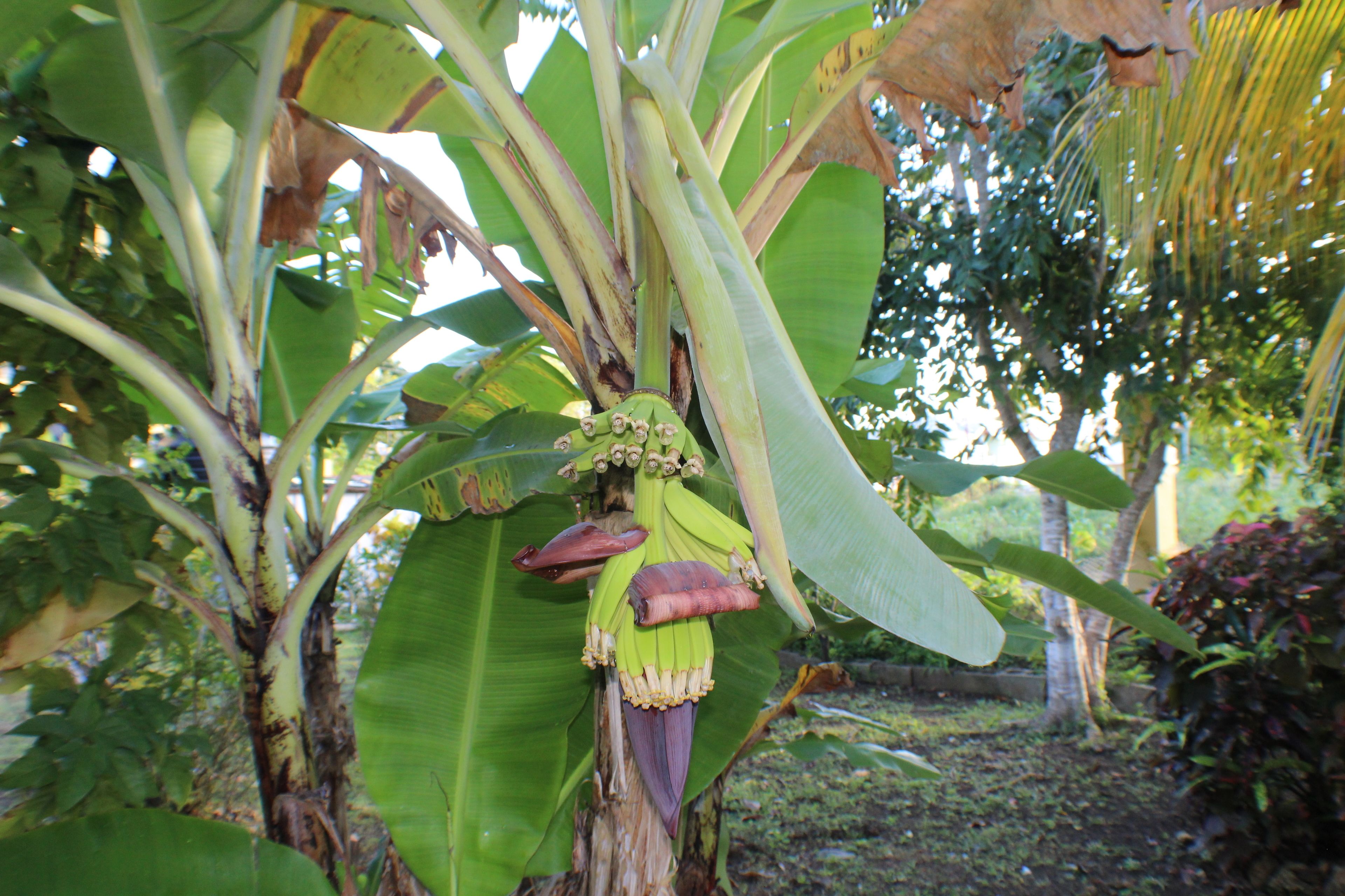 A banana tree with large green leaves and a cluster of bananas hanging from it.