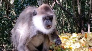 Point of interest - Pumula Lodge Guesthouse Knysna (Knysna)