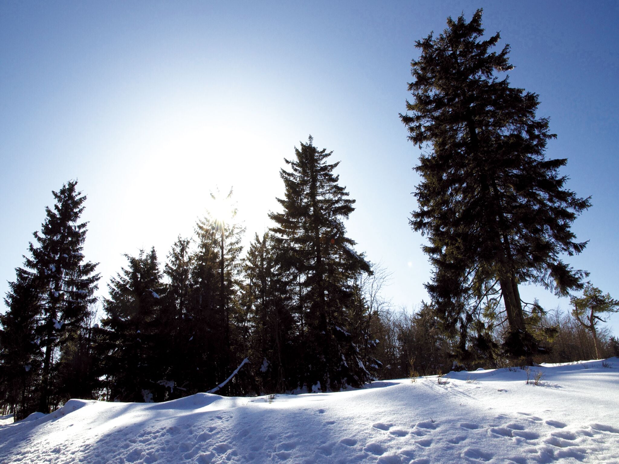 A snowy landscape with tall evergreen trees and a clear sky.