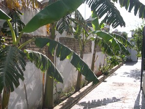 Un étroit sentier pavé de briques, bordé de grands plants de bananiers et d’un mur blanc orné d’un motif en briques.
