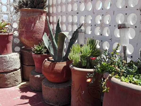 Terraza o patio