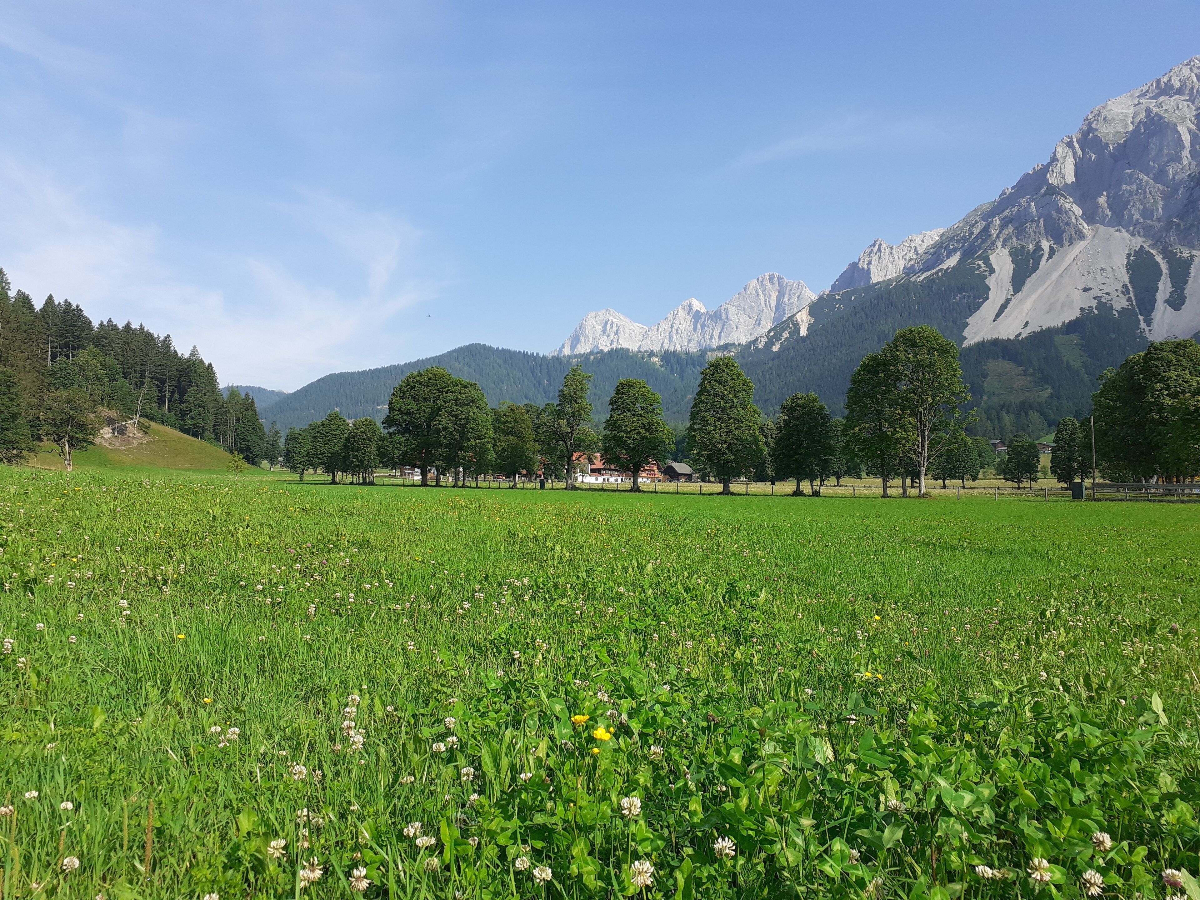 Ein Feld mit Bäumen und einem Gebirgszug im Hintergrund.