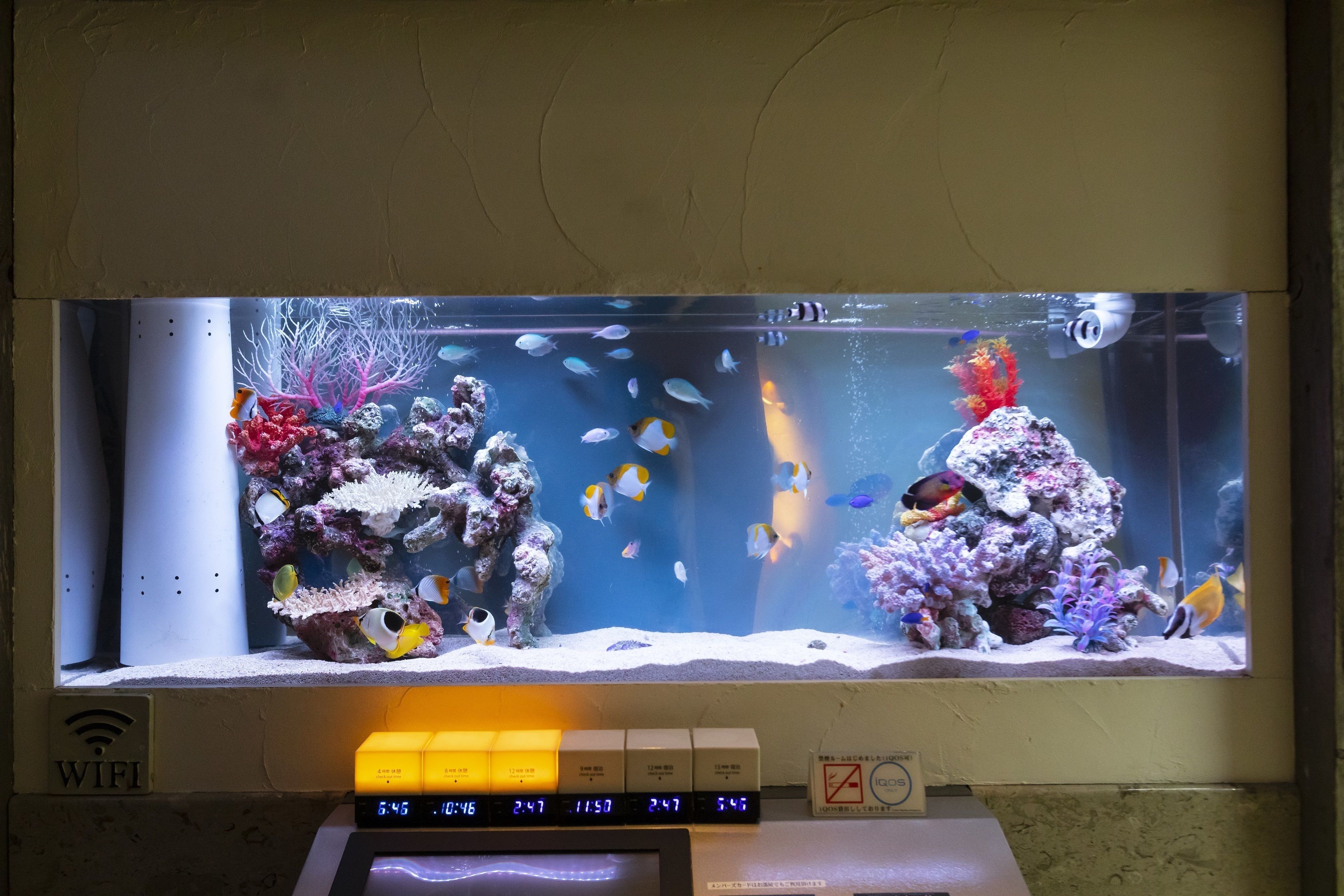 Ein großes Aquarium mit verschiedenen Fischen und Korallenverzierungen.