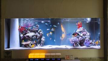 Ein großes Aquarium mit verschiedenen Fischen und Korallenverzierungen.