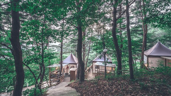 A forested area with several treehouses connected by a wooden bridge.