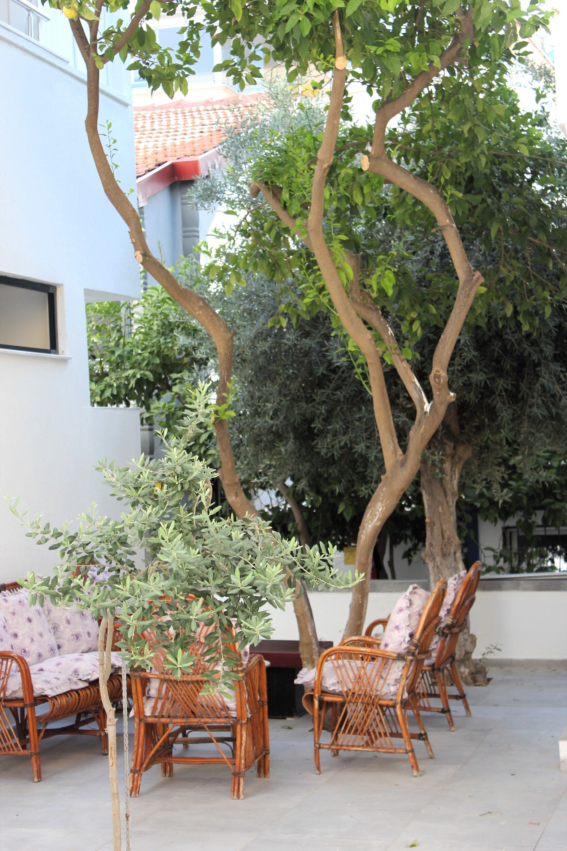 An outdoor seating area with wicker chairs and a table, surrounded by trees and a building with a tiled roof.