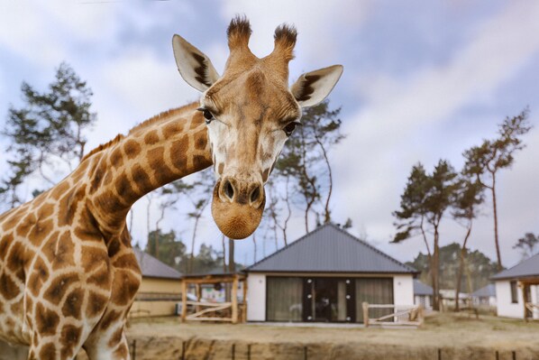 A giraffe in an enclosure with buildings in the background. - Safari Resort Beekse Bergen (Hilvarenbeek)