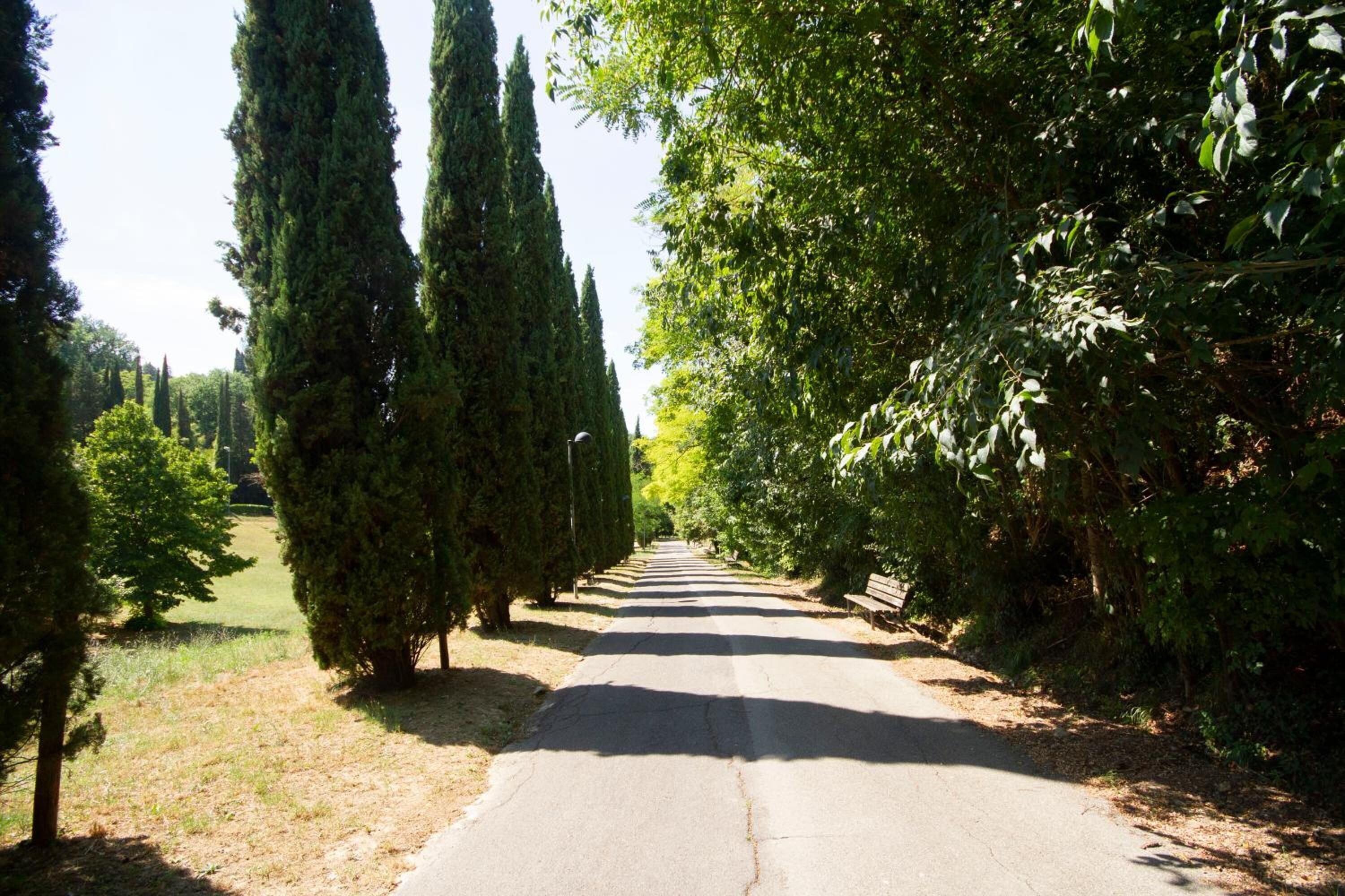 A paved pathway flanked by tall, narrow trees and dense shrubbery, leading into a lush, green area.