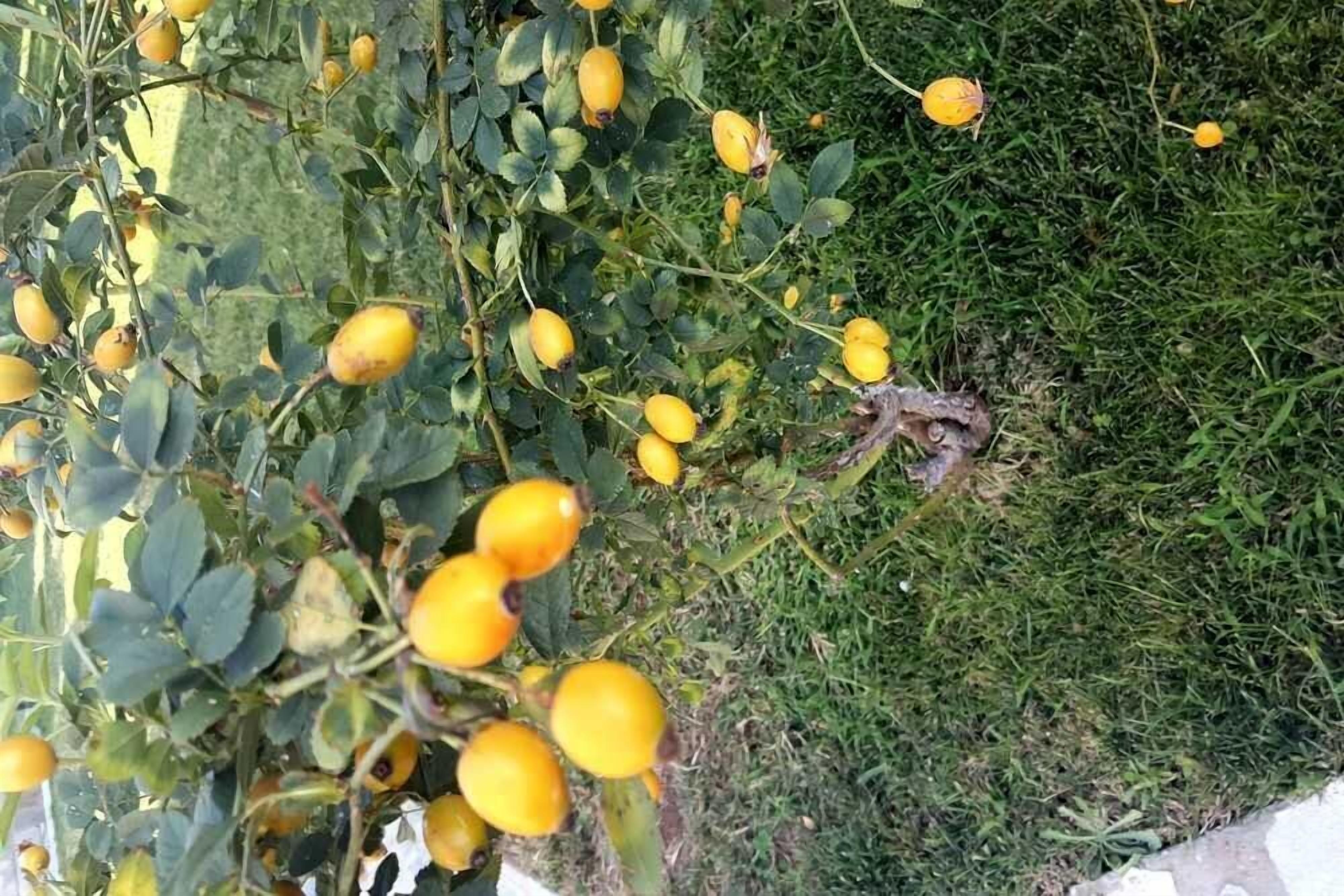A close-up of a plant with yellow fruits and green leaves.