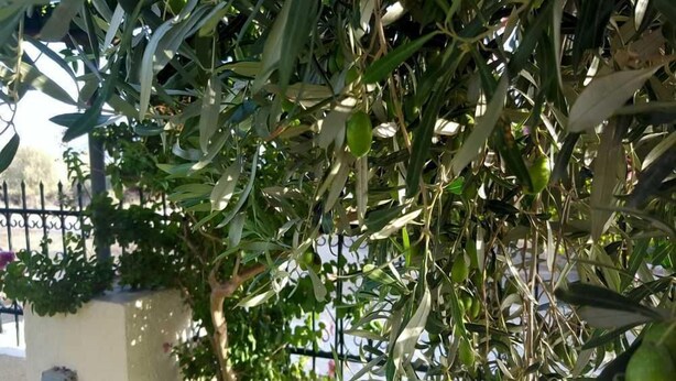 Een olijfboom met groene bladeren en olijven, een metalen hek en een witte muur op de achtergrond.