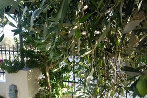 An olive tree with green leaves and olives, a metal fence, and a white wall in the background. - Villa Christina (Saronikos)