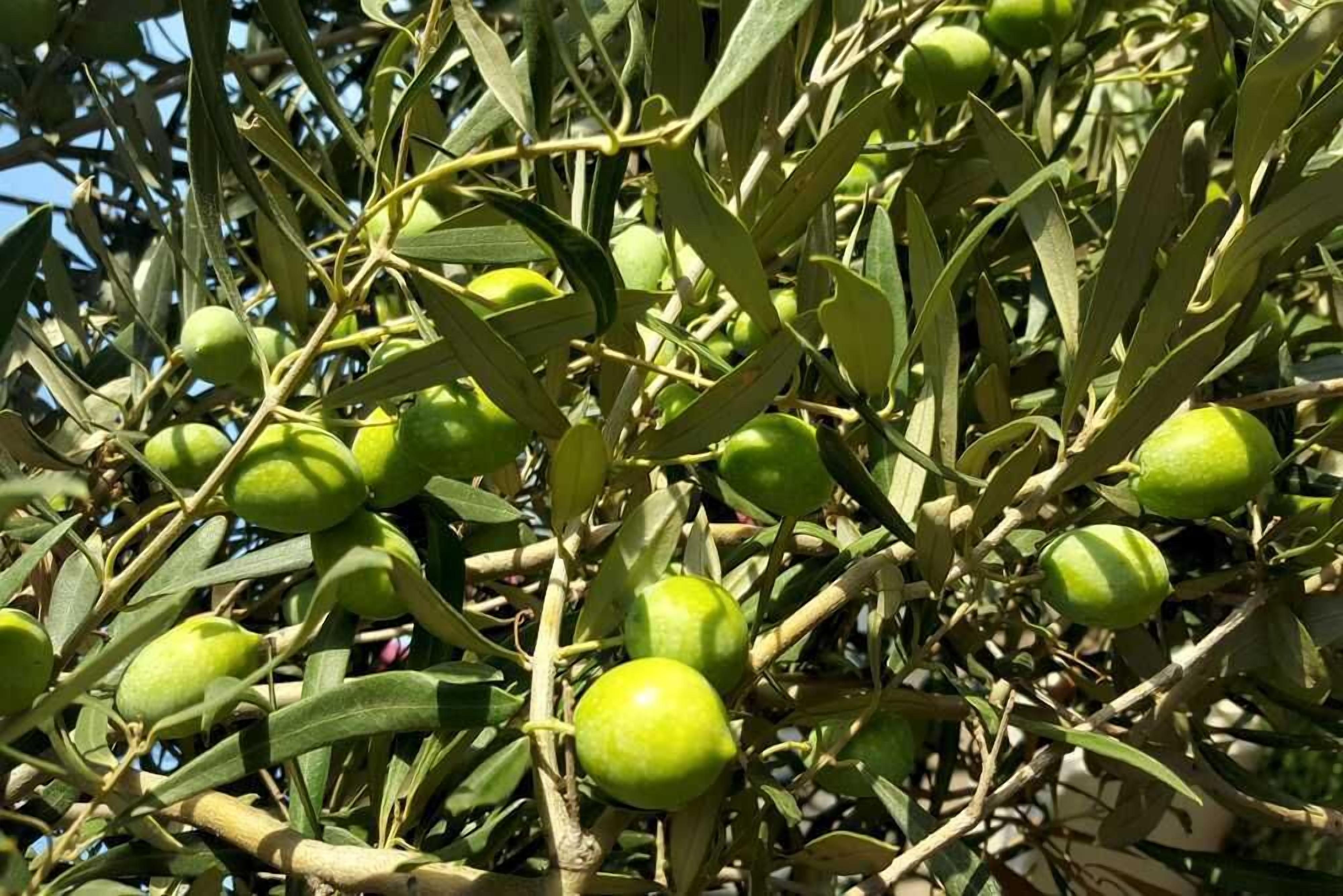 A close-up of olive branches with green olives.