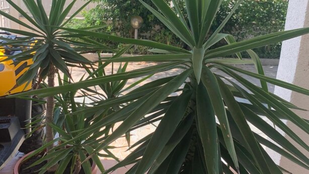 Una planta en test amb fulles verdes llargues a un pati amb paviment de rajoles i un vehicle groc al fons.