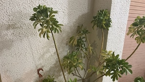 Una taula petita blanca amb plantes en testos i un fanal.
